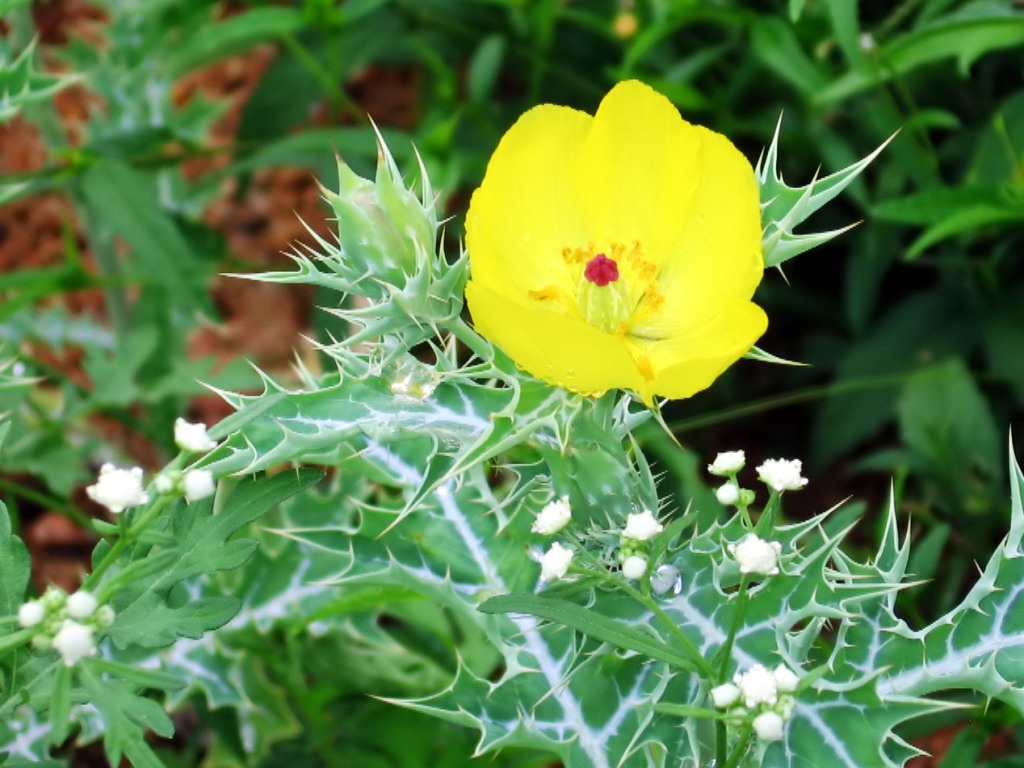 Flower and Thorns